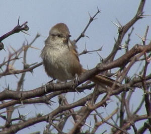 短嘴卡納灶鳥 短嘴卡納灶鳥