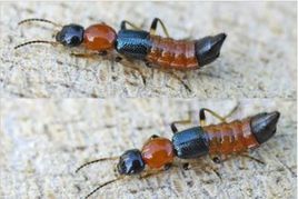 西藏毒隱翅蟲 西藏毒隱翅蟲