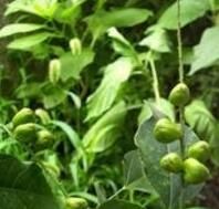 巴豆（原變種）