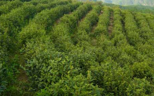 雙龍銀針——生態環境