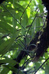 一柱齒唇蘭 一柱齒唇蘭