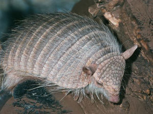 密毛犰狳 密毛犰狳