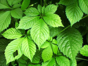 瑤山草本 瑤山草本