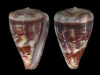 泰奧多拉芋螺 泰奧多拉芋螺