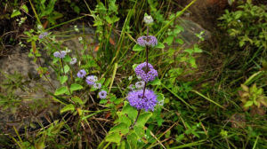 蘭香草(原變種) 蘭香草(原變種)