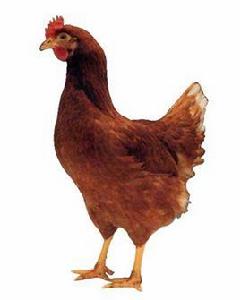 海蘭褐殼蛋雞 海蘭褐殼蛋雞