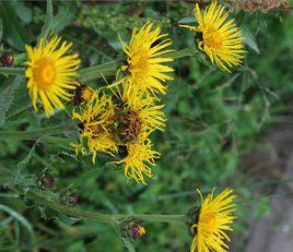 總狀土木香[總狀土木香]