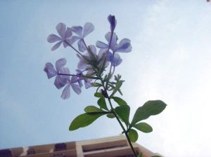 拉薩小藍雪花（變型）