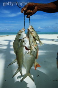 大卡伊島 大卡伊島