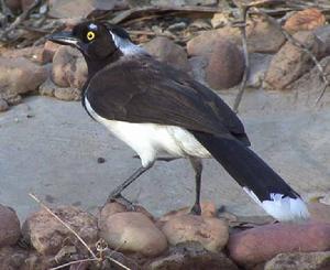 白枕藍鴉 白枕藍鴉