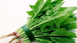 七夕[日本菠菜品種]