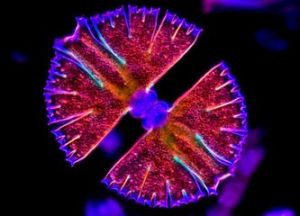 埃倫寬頻鼓藻 埃倫寬頻鼓藻