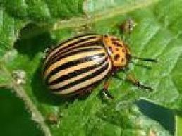 蔬菜花斑蟲 蔬菜花斑蟲