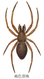 褐色窨蛛
