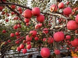 慶陽蘋果 慶陽蘋果