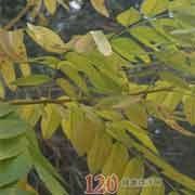 百兩金葉[百兩金葉]