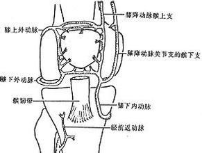 多肌腱末端病 多肌腱末端病