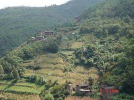 大樹洞村 大樹洞村