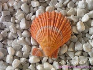 冰島海扇蛤 冰島海扇蛤