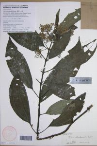 圓果冷水花 圓果冷水花