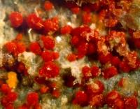 斜水鉬鈾礦 斜水鉬鈾礦