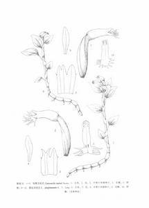 羽唇叉柱蘭 羽唇叉柱蘭