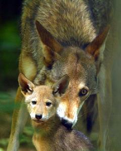 母狼與幼崽