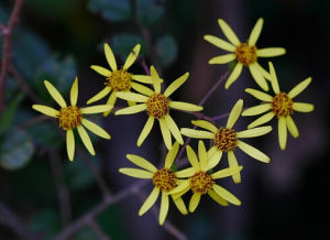 玉山千里光 玉山千里光