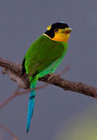 長尾闊嘴鳥指名亞種