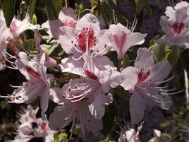 雲南杜鵑 雲南杜鵑