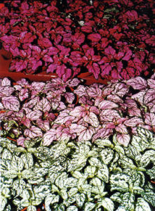 槍刀藥屬 槍刀藥屬