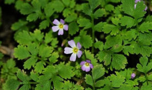 毛茛葉報春 毛茛葉報春