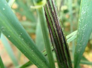 稈黑粉病和條黑粉病 稈黑粉病和條黑粉病