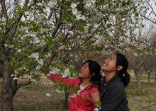 首屆櫻花節圖冊