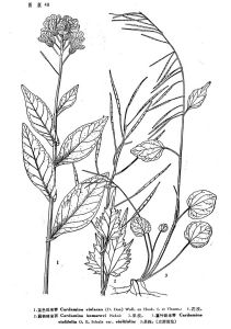 翼柄碎米薺 翼柄碎米薺