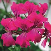 藤本天竺葵 藤本天竺葵