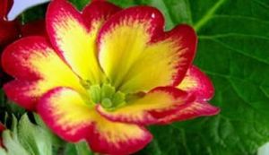 光萼彩花（變種）