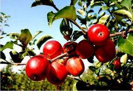 寶清蘋果 寶清蘋果