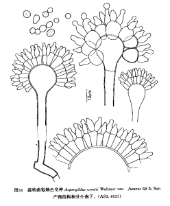溫特麴黴煙色變種 溫特麴黴煙色變種