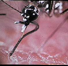 基孔肯雅熱是由蚊蟲傳播