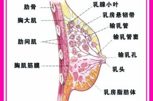 乳腺