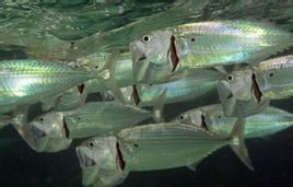 印度鯖魚 印度鯖魚