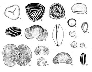 孢粉組合 孢粉組合