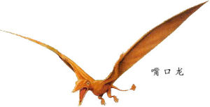 嘴口龍 嘴口龍