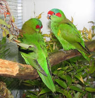 紅耳綠吸蜜鸚鵡