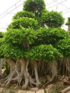 氣根榕樹盆景 氣根榕樹盆景