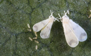 螺旋粉虱 螺旋粉虱