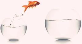 我的情話我的魚 我的情話我的魚