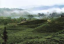 五山鎮[廣東省韶關市樂昌市五山鎮]