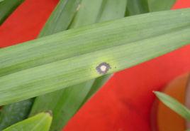 蘭花炭疽病 蘭花炭疽病